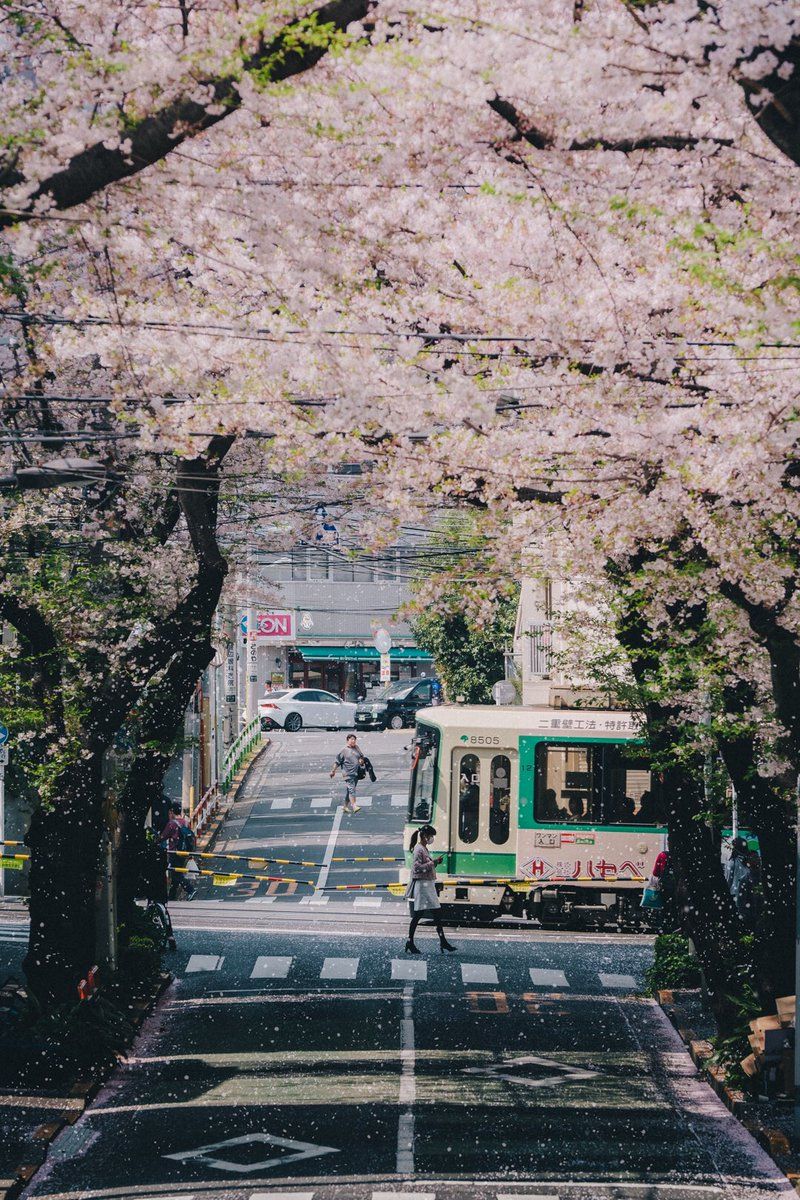 桜並木を走るバス